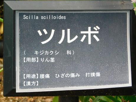 DSCN6135