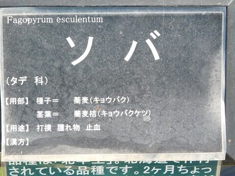 DSCN6593