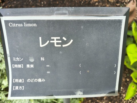 IMG_20260911_140421945_HDR