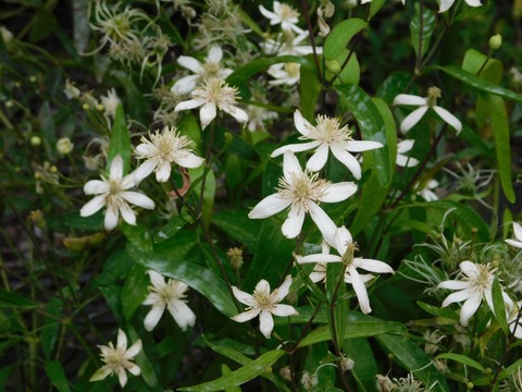 DSCN5343