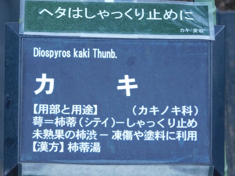 DSCN6687