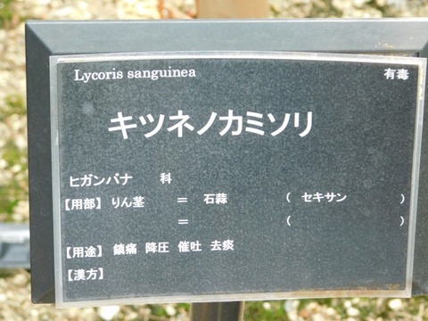 DSCN7366