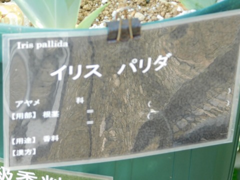 DSCN3971