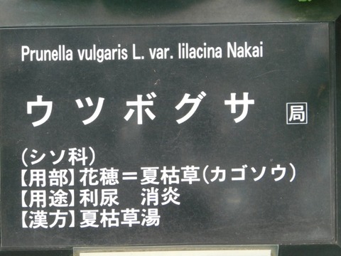 DSCN6790