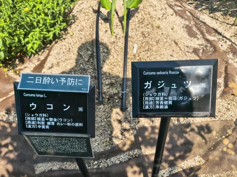 IMG_20260716_153642309_HDR