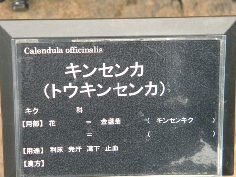 DSCN8999