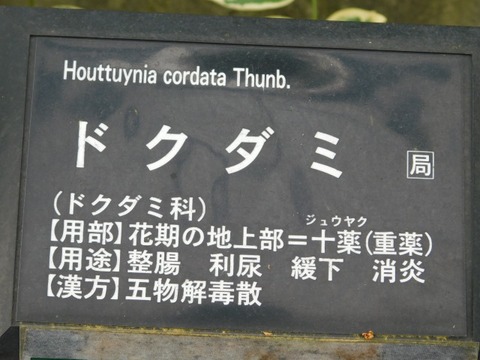 DSCN6816