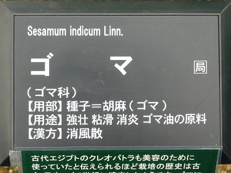 DSCN5809