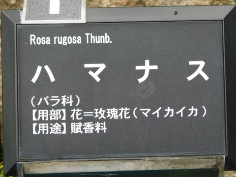 DSCN7000