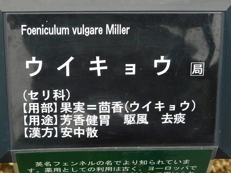 DSCN5788