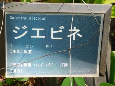 DSCN6559