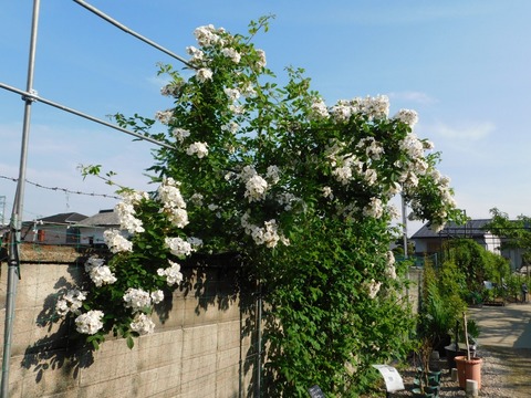 DSCN3938