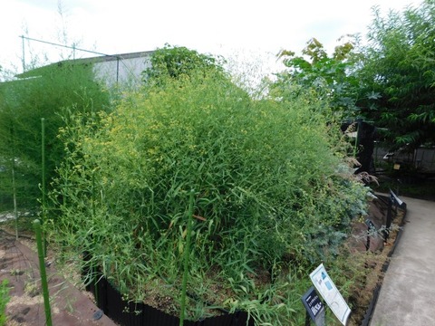 DSCN7502