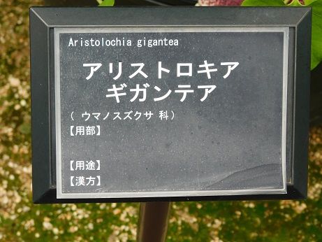 DSCN5284