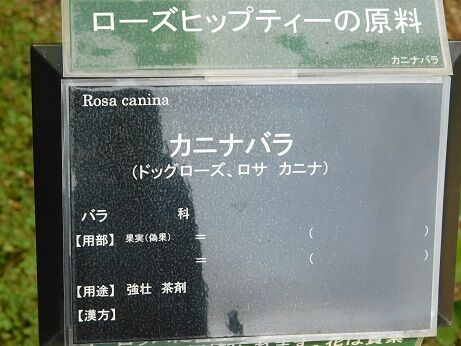 DSCN9729
