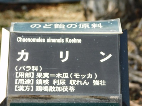 DSCN3070