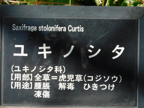 DSCN6639