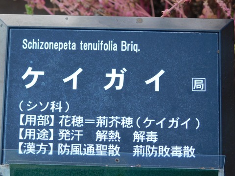 DSCN5380