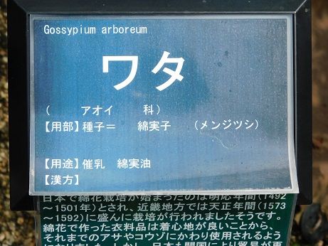 DSCN6164