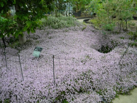 DSCN9005
