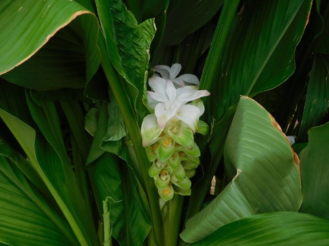DSCN5368