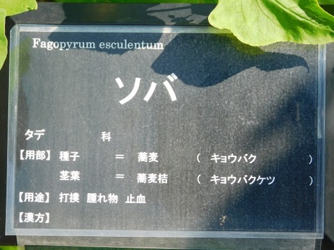 DSCN2195