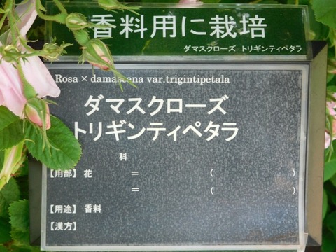 DSCN6570