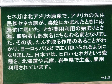 DSCN2111
