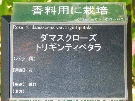 DSCN9371