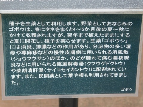 DSCN6786