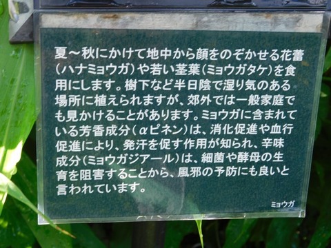DSCN7335