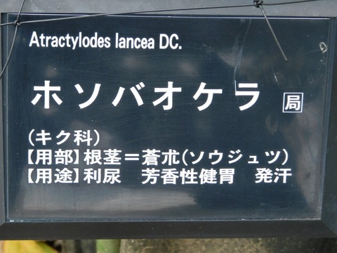 DSCN5934