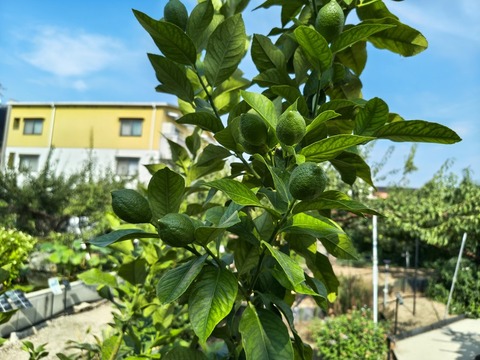 IMG_20260716_153518418_HDR