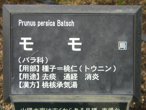 DSCN8990