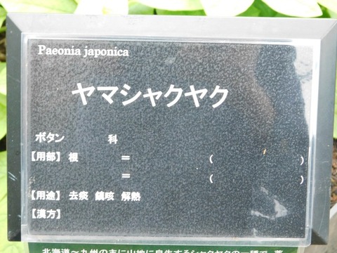 DSCN6464