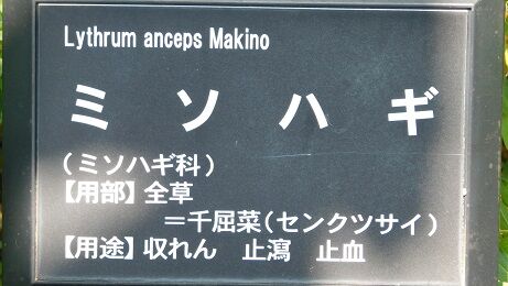 DSCN8111