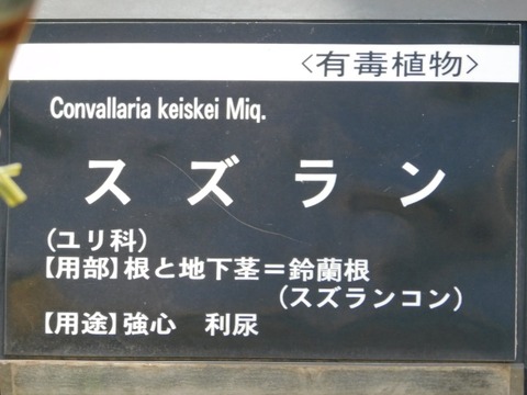 DSCN6408
