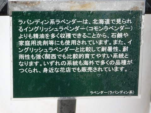 DSCN4354