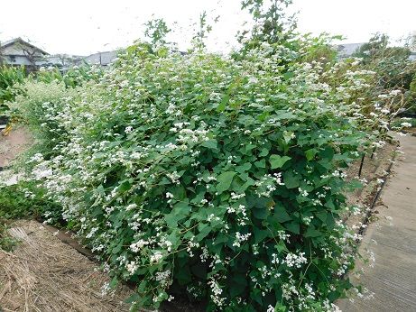 DSCN4018