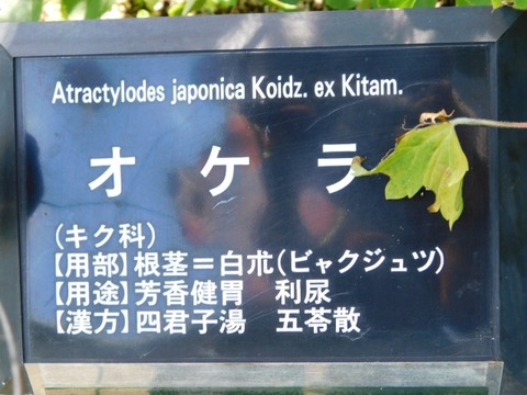 DSCN7425