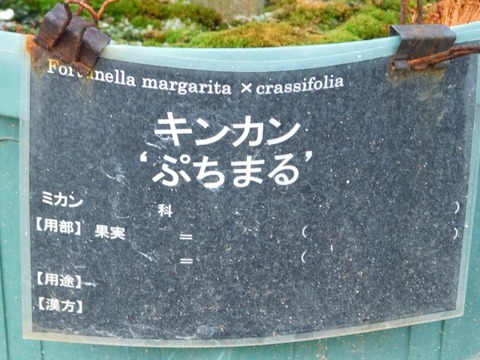 DSCN6713