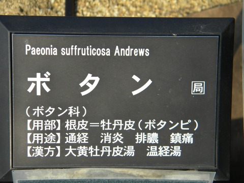 DSCN8524