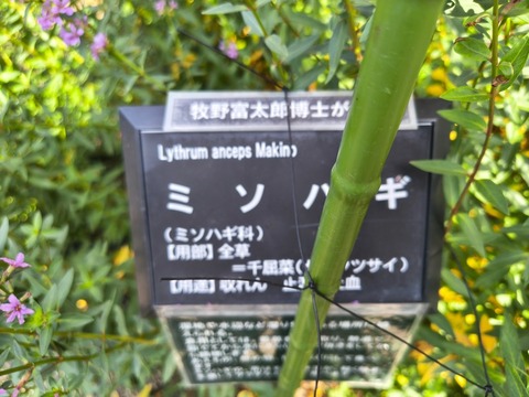 IMG_20260716_153214777_HDR