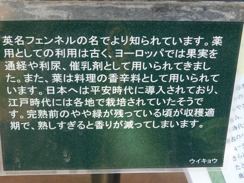 DSCN6617