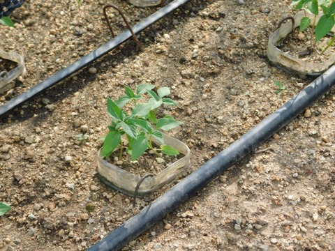 DSCN7316