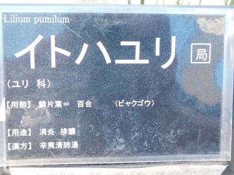 DSCN6664