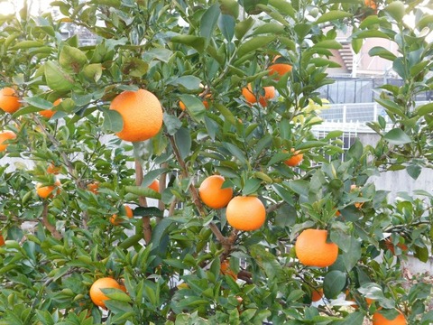DSCN3376