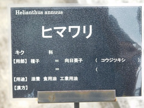 DSCN7068