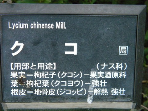 DSCN8456
