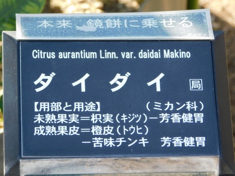 DSCN5879